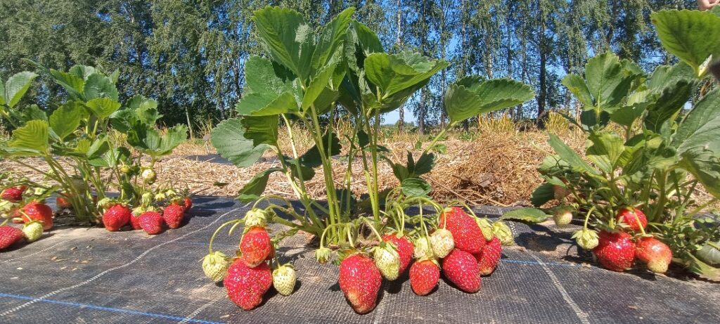 описание сортов клубники Альба фото