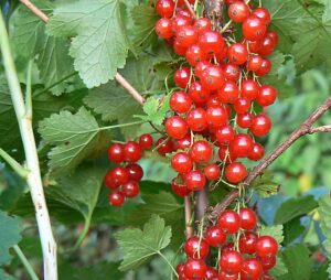 сорта красной смородины Коралловая фото
