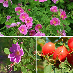 сорта шиповника Ружовы фото