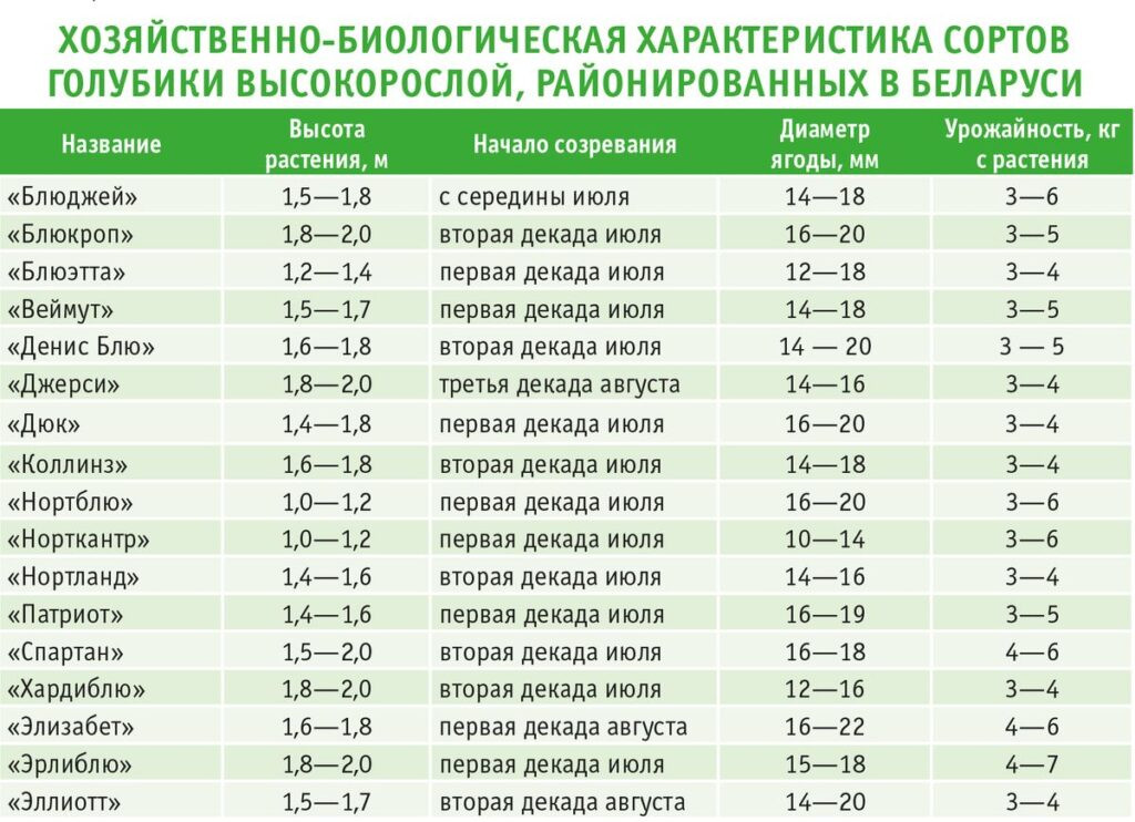 голубика в Беларуси фото