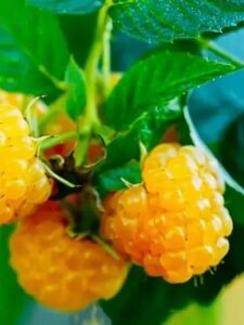 желтая малина фото