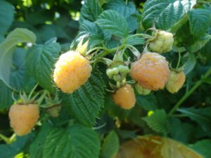 сорта желтой малины Мядовая фото