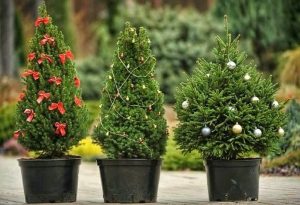 болезни и вредители хвойных