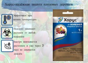 хорус фото