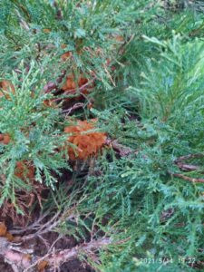 болезни хвойных ржавчина на можжевельнике фото