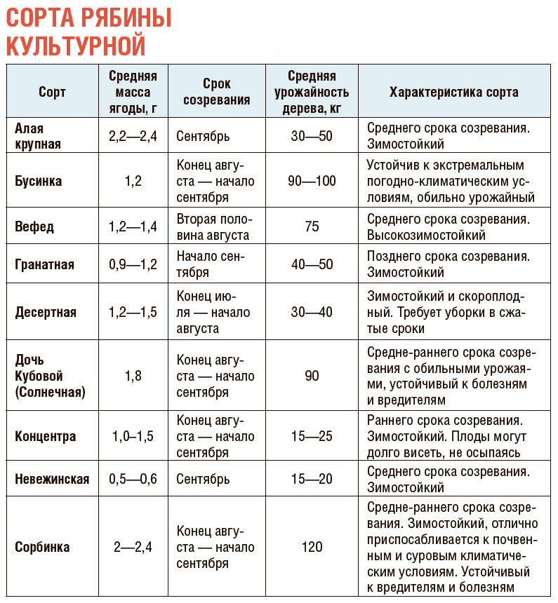 рябина фото