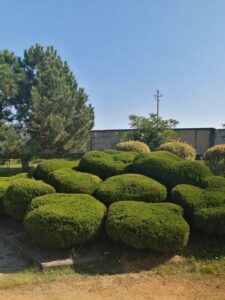 садовники бреста фото